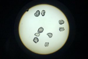 Microscope view of silica grains used in experiments observed by Owen Fernley.