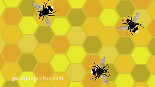 bees walking around hexagons