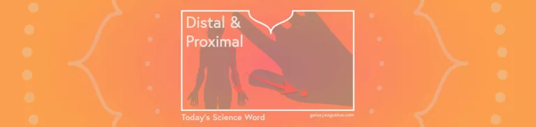 Distal and Proximal – Today’s Science Word