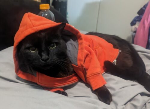 Black cat wearing an orange hoodie